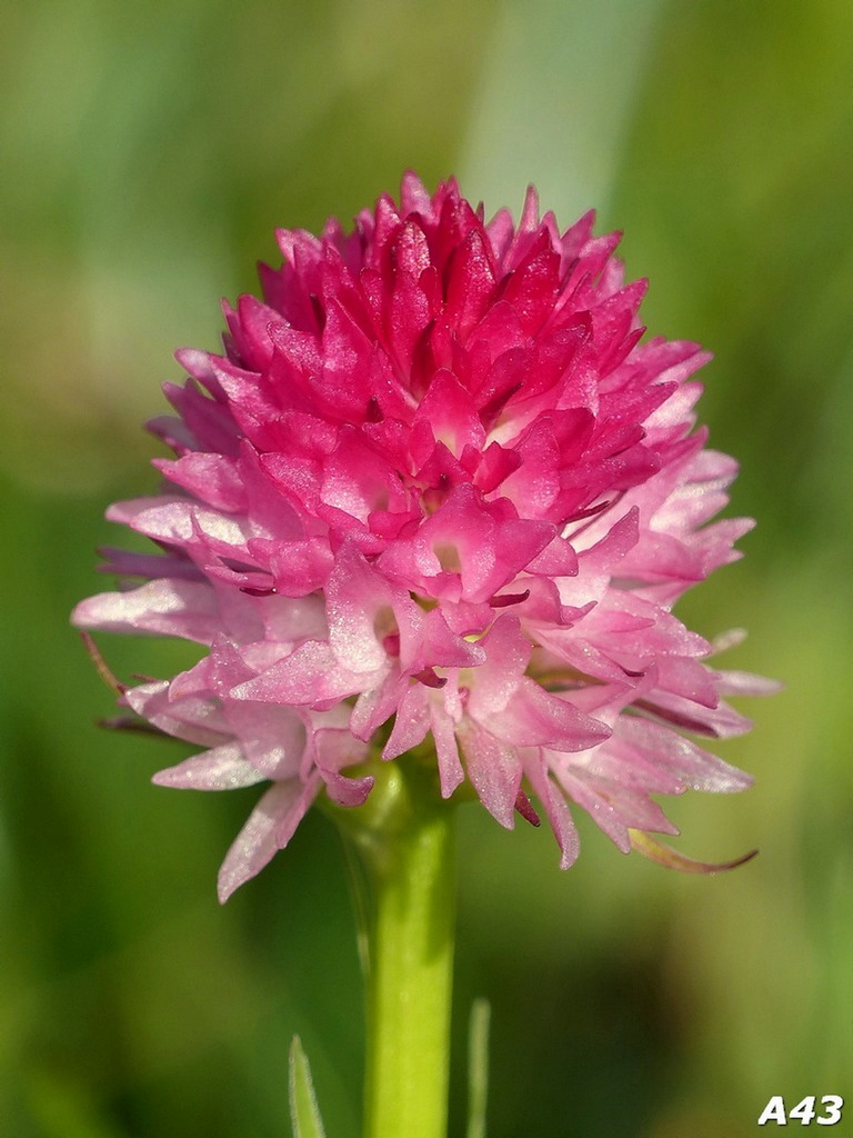 Nigritella corneliana / Nigritella di Cornelia Rudio